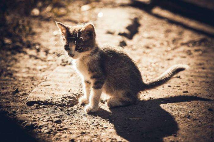 Одесские коты (19 фото) 