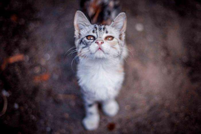 Одесские коты (19 фото) 