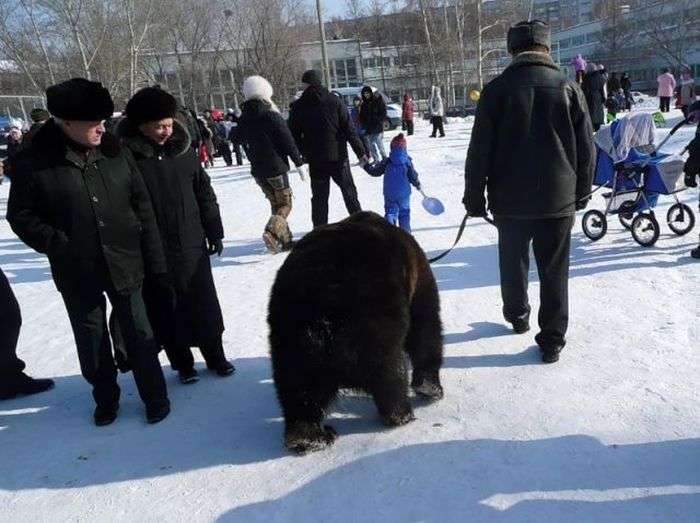  Медведи на улицах России (34 фото) 