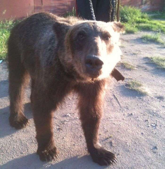  Медведи на улицах России (34 фото) 