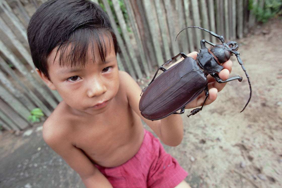 Самые большие насекомые на Земле насекомые,природа,познавательно,размеры,рекорды