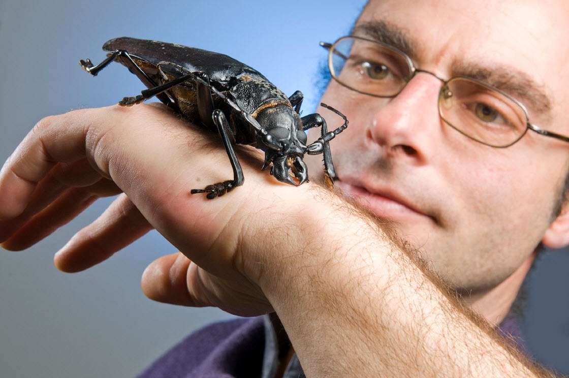 Самые большие насекомые на Земле насекомые,природа,познавательно,размеры,рекорды