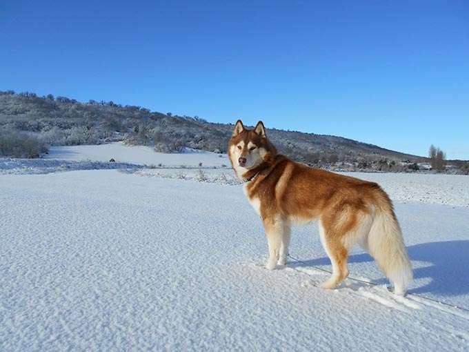 Собака сибирская хаски: описание породы, фото, характер, отзывы зверушки,живность,питомцы,Животные
