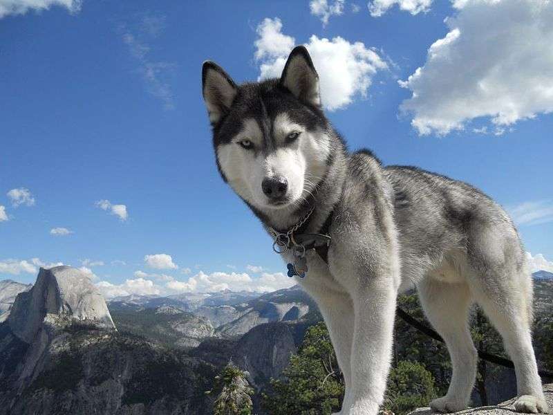 Собака сибирская хаски: описание породы, фото, характер, отзывы зверушки,живность,питомцы,Животные