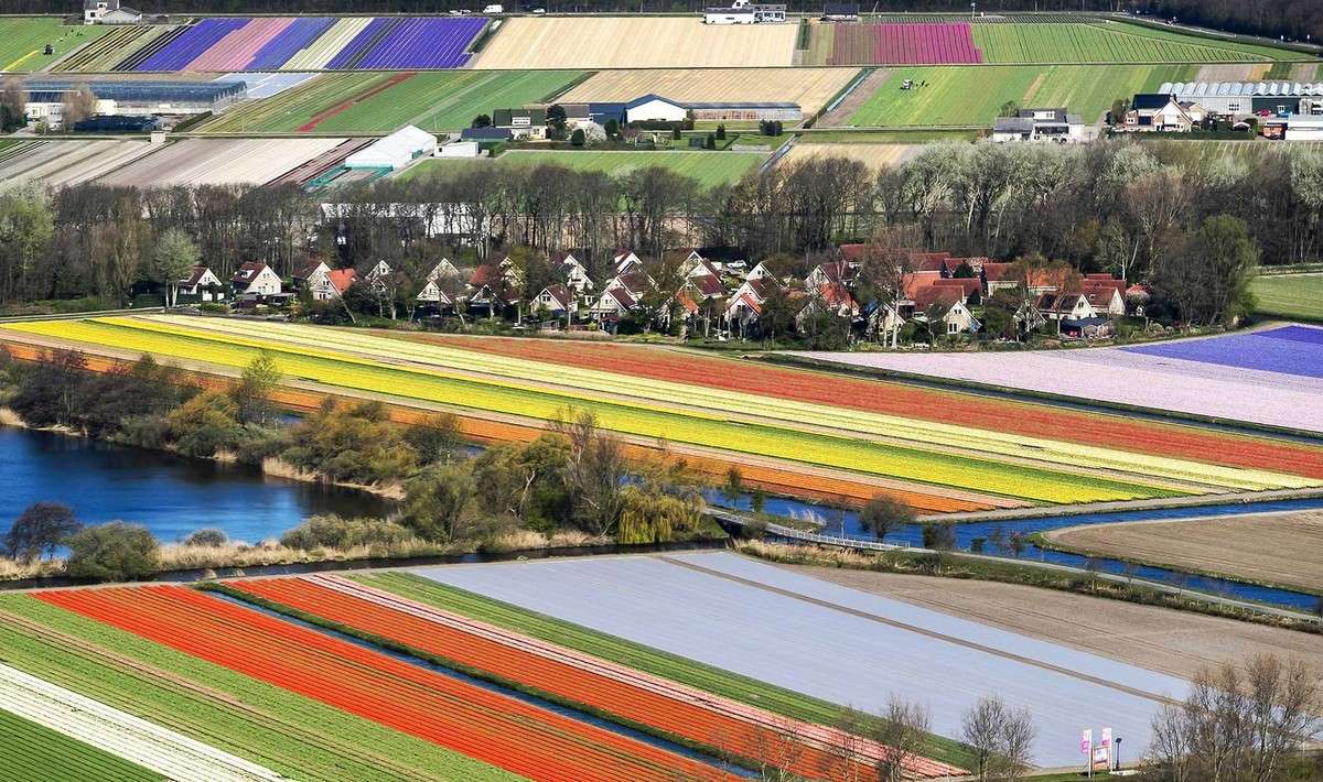 Поля цветущих тюльпанов в Нидерландах МиР