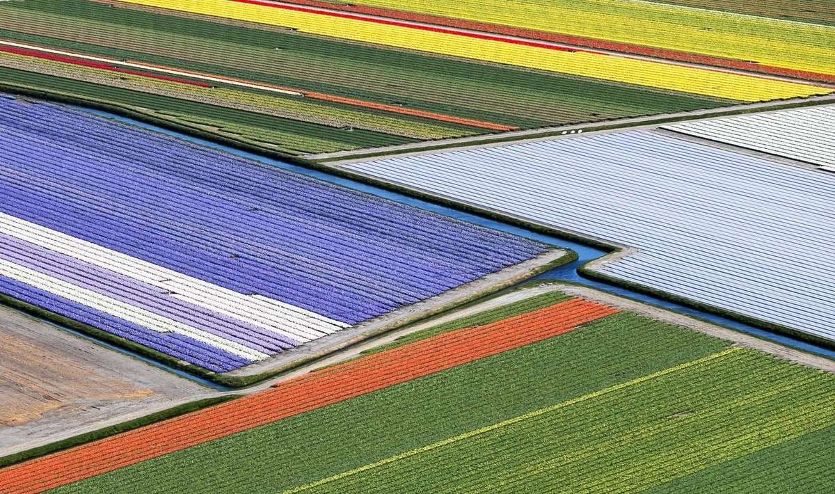 Поля цветущих тюльпанов в Нидерландах МиР