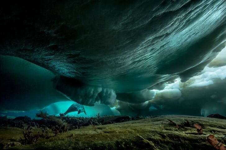 Удивительный мир, скрывающийся подо льдами Антарктиды   Интересное