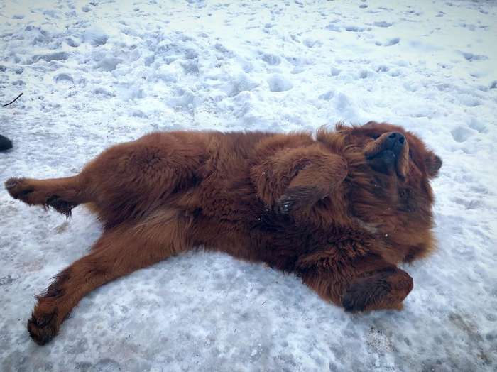 20+ фотографий тибетских мастифов, из которых понятно, почему это самая дорогая собака в мире Интересное