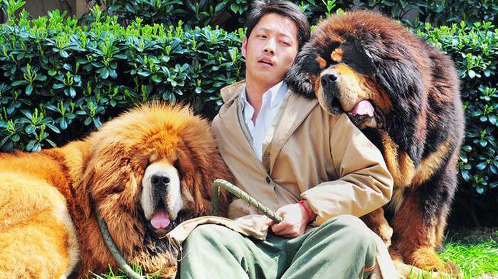 20+ фотографий тибетских мастифов, из которых понятно, почему это самая дорогая собака в мире Интересное