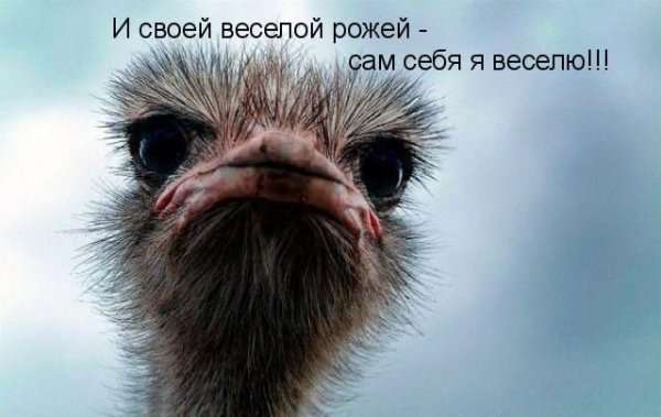 Животные с подписями (42 фото) 