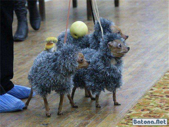 Russian WTF (52 фото)