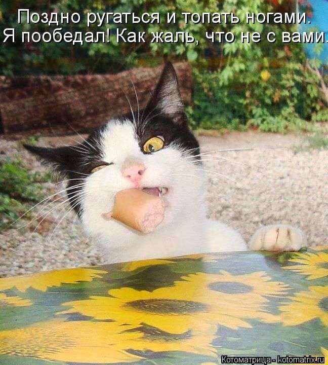 Лучшие котоматрицы недели (50 фото)