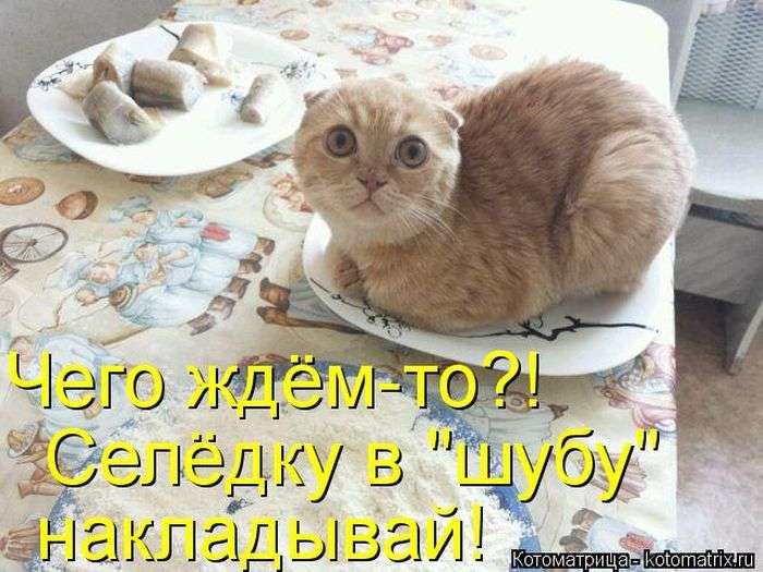 Лучшие котоматрицы недели (50 фото)