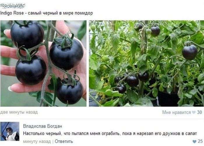  Смешные комментарии из социальных сетей (21 фото) 