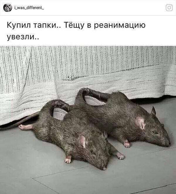 Дай, друг, на счастье в лапу мне! 