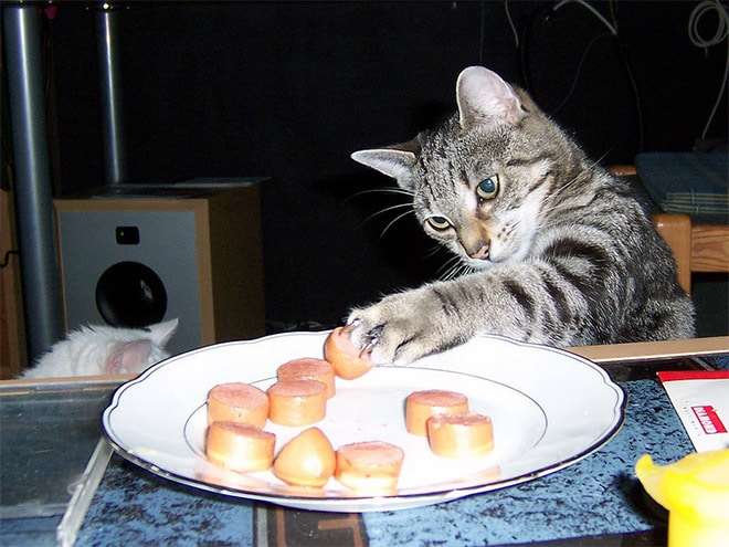 Коты-воришки! 12 питомцев, пойманных на горячем + бонус Приколы,еда,коты,приколы,смешные коты