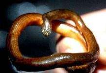 Новий вид змій знайдений на Фіджі