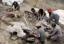 В Іспанії виявлений скелет величезного динозавра