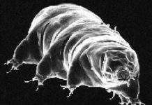 Тихоходки виживають у відкритому космосі