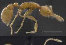 Вчені виявили новий вид мурах сліпих