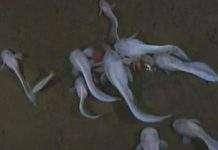 Риб зняли на відео на глибині 7,7 км