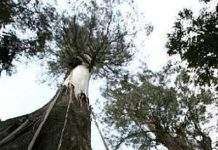 Знайдено найвище листяне дерево