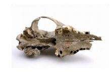 Перша собака була одомашнена 31,7 тис. років тому