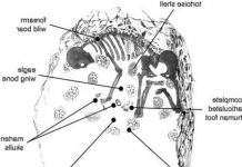 Найдавніша могила шамана знайдена в Ізраїлі