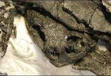 Вчені знайшли черепах, що мешкали 164 млн років тому