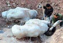 Величезні останки динозаврів знайдені в Китаї