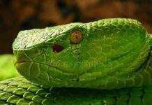 Таємниці Великого Меконгу