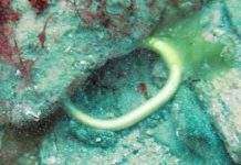 Біля Британії знайдено судно бронзового століття