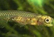 Danionella Dracula: маленька риба-дракула