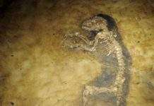 Знайдено предок людини, що мешкав 47 млн років тому