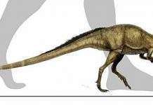 Самий маленький динозавр – Fruitadens haagarorum