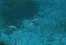 Найдавніший скелет хребетного