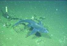 Новий вид химер відкрито вченими