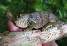 У Танзанії виявлений невідомий науці хамелеон