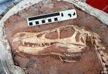 У Китаї знайдений невідомий науці хижий динозавр