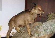 Вчені знайшли перше холоднокровна ссавець