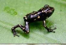 Oreophryne ezra: дволика жаба