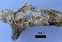 На Мадагаскарі знайдений невідомий вимерлий лемур