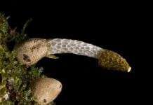 Вчені знайшли невідомий смердюче гриб