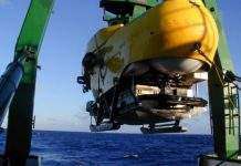 В океані виявлені нові види коралів