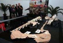 У Нігері знайшли зауропода завдовжки 13 м