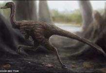 У Китаї знайдений динозавр-страус