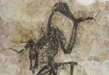 Найдавніша беззуба птах