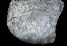 Тропічна черепаха розповість про теплому минулому Арктики