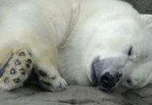 Вчені дізналися, коли зявилися білі ведмеді