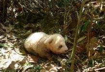 У Китаї помітили коричневу панду